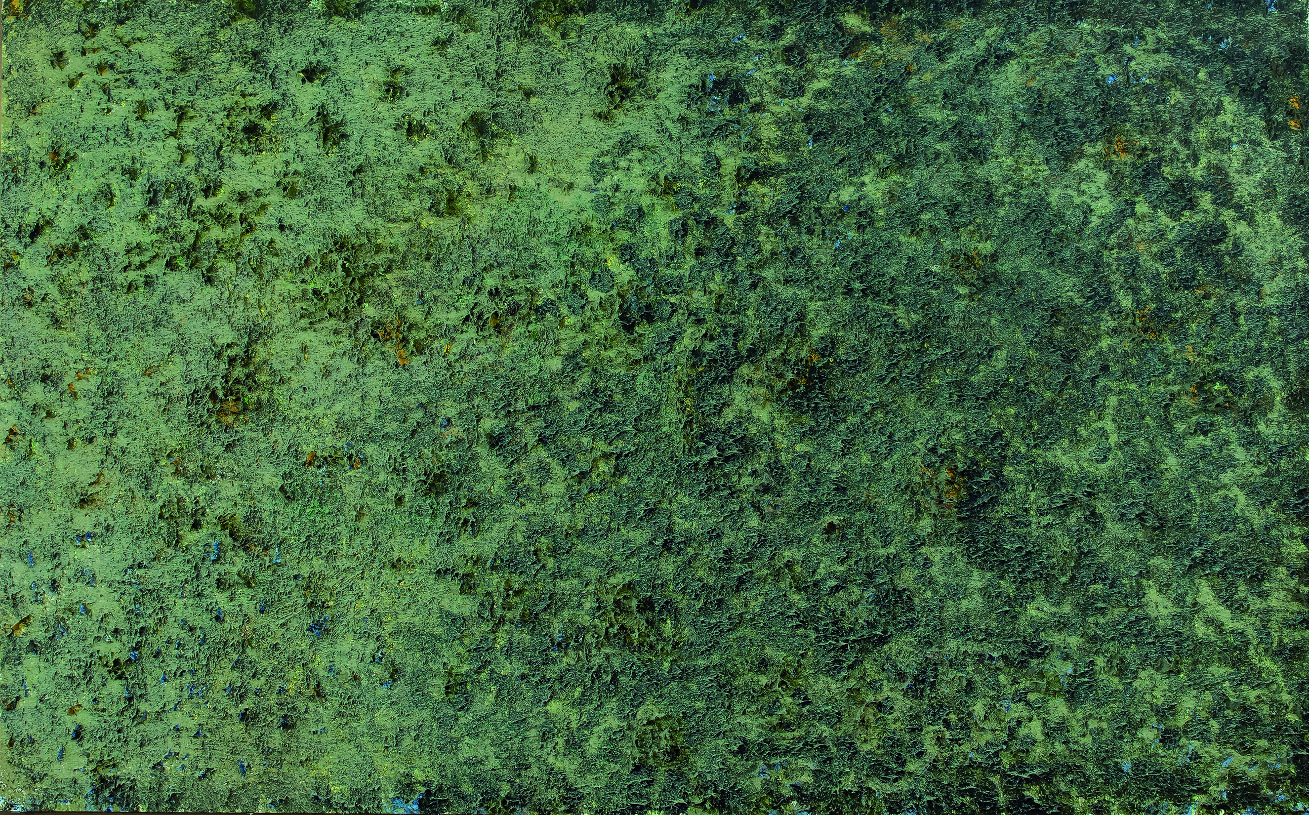 Erizos de mar en la marea baja